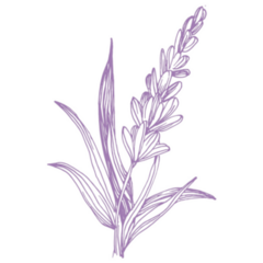 Inky Sketch Lavender Sticker