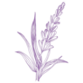 Inky Sketch Lavender Sticker