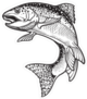 Intricate Rainbow Trout Drawing Sticker