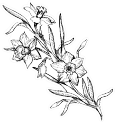 Isolated Branch Of Hand Drawn Flowers Daffodils Sticker