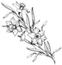 Isolated Branch Of Hand Drawn Flowers Daffodils Sticker