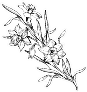 Isolated Branch Of Hand Drawn Flowers Daffodils Sticker