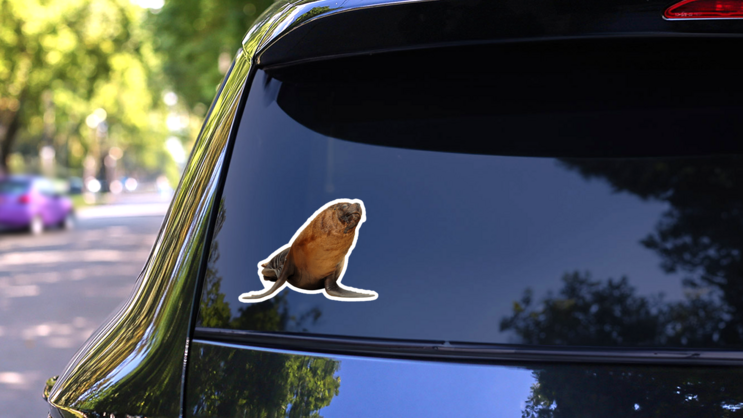 Isolated California Sea Lion Sticker on a Rear Car Window (New) example