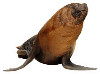 Isolated California Sea Lion Sticker