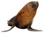 Isolated California Sea Lion Sticker