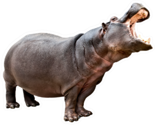 Isolated Hippopotamus With Opened Mouth Sticker