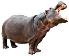 Isolated Hippopotamus With Opened Mouth Sticker