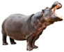 Isolated Hippopotamus With Opened Mouth Sticker