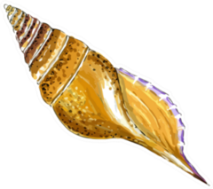 Isolated Object Sea Shell In Yellow And Orange Colors Sticker
