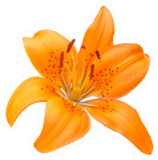Isolated Orange Lily Flower Sticker