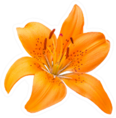 Isolated Orange Lily Flower Sticker