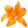Isolated Orange Lily Flower Sticker