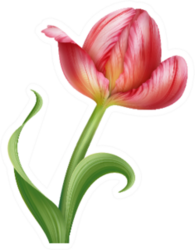 Isolated Pink Parrot Tulip Flower Illustration Sticker