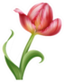 Isolated Pink Parrot Tulip Flower Illustration Sticker