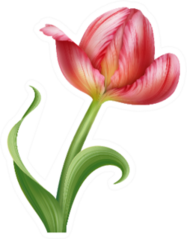 Isolated Pink Parrot Tulip Flower Illustration Sticker