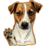 Jack Russel On Orange Sticker