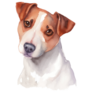 Jack Russell Realistic Sticker