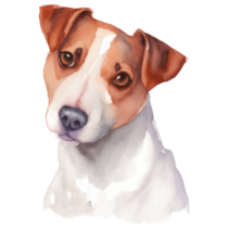 Jack Russell Realistic Sticker