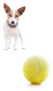 Jack Russell Terrier Dog Playing With Tennis Ball Sticker