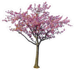 Japanese Cherry Blossom Tree Sticker