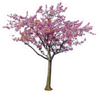 Japanese Cherry Blossom Tree Sticker