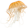 Japanese Sea Nettle Orange Jellyfish On White Sticker
