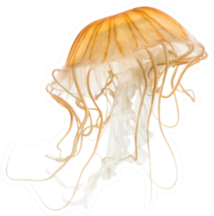 Japanese Sea Nettle Orange Jellyfish On White Sticker