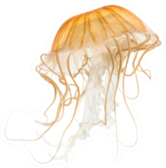 Japanese Sea Nettle Orange Jellyfish On White Sticker