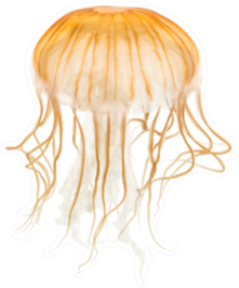 Japanese Sea Nettle Orange Jellyfish Sticker