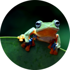 Javan Tree Frog On Leaf Sticker