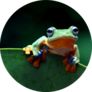 Javan Tree Frog On Leaf Sticker