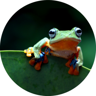 Javan Tree Frog On Leaf Sticker
