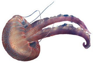 Jellyfish Isolated On White Sticker