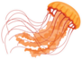Jellyfish Orange Cartoon Sticker