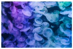 Jellyfishes Rainbow Gradient Sticker