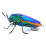 Jewel Beetle Isolated On White Sticker