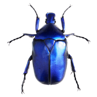 Jewelry Beetle, Torynorrhina Flammea Sticker
