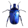 Jewelry Beetle, Torynorrhina Flammea Sticker