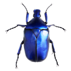 Jewelry Beetle, Torynorrhina Flammea Sticker