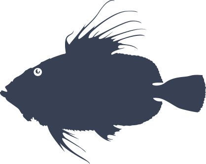 John Dory Fish Sticker