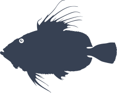 John Dory Fish Sticker