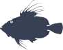 John Dory Fish Sticker
