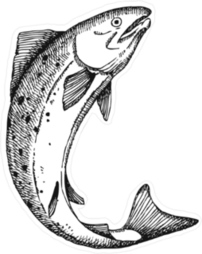 Jumping Salmon Illustration Sticker