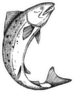 Jumping Salmon Illustration Sticker