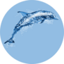Jumping Water Dolphin Sticker