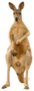 Kangaroo Standing Isolated On White Sticker