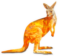Kangaroo Wildlife In The Australian Bushfires In 2020 Sticker