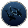 Killer Whale Family Circle Sticker