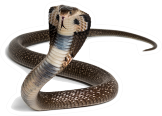 King Cobra, Ophiophagus Hannah, Venomous Snake Sticker