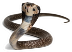 King Cobra, Ophiophagus Hannah, Venomous Snake Sticker